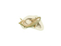 Koi Fish Mold - Designer Cookies ® STUDIO